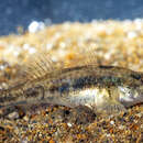 Image of Canestrini&#39;s Goby