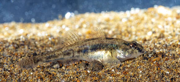 Image of Canestrini&#39;s Goby