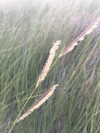 Image of Saltwater Cord Grass