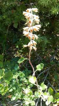 Image of Teucrium flavum subsp. glaucum (Jord. & Fourr.) Ronniger