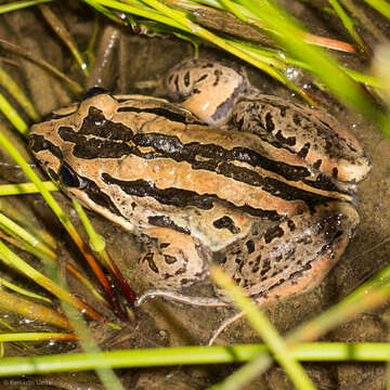 Image of Brown Frog