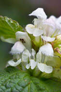 Image of Lamium album subsp. album