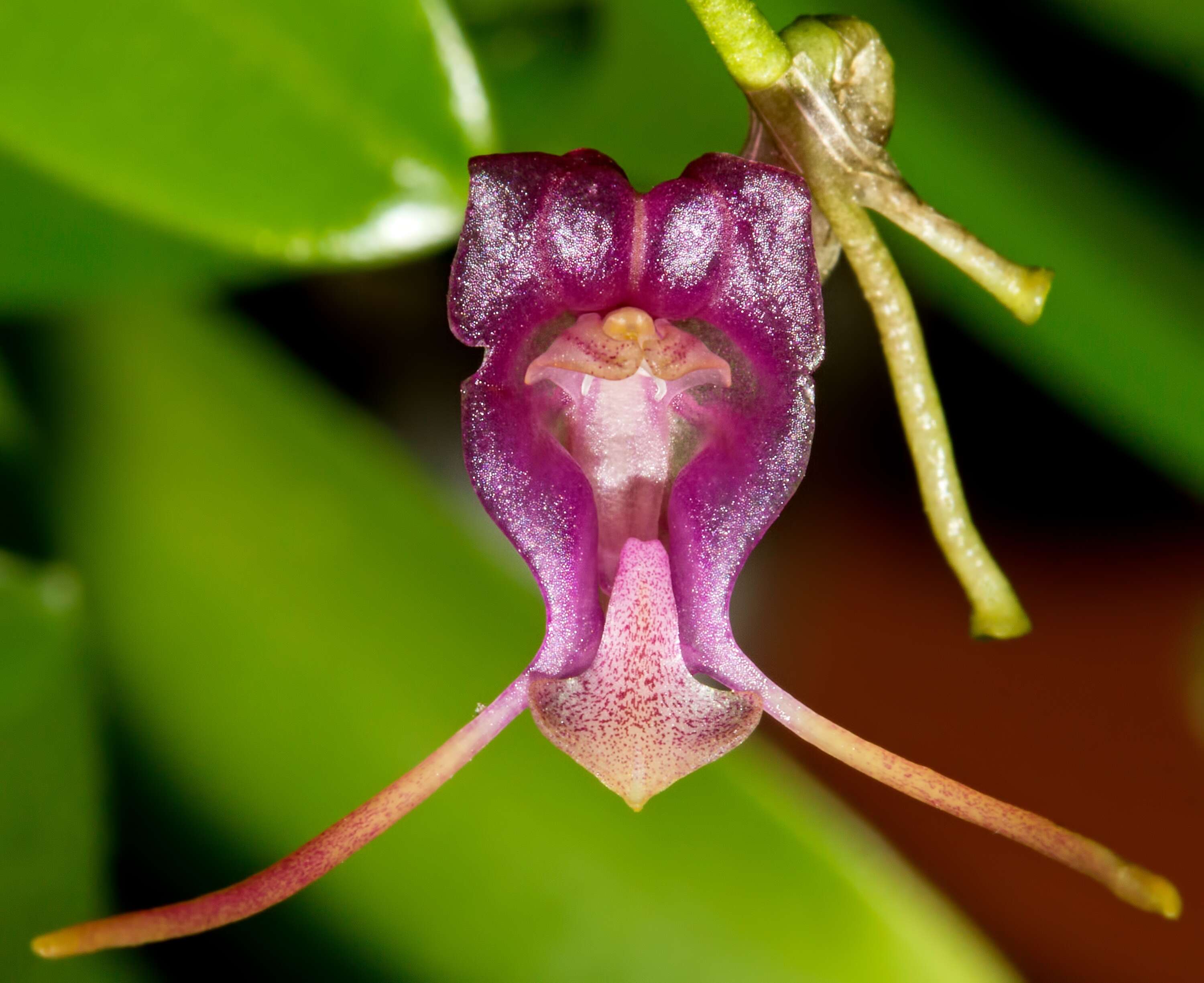 Imagem de Porroglossum