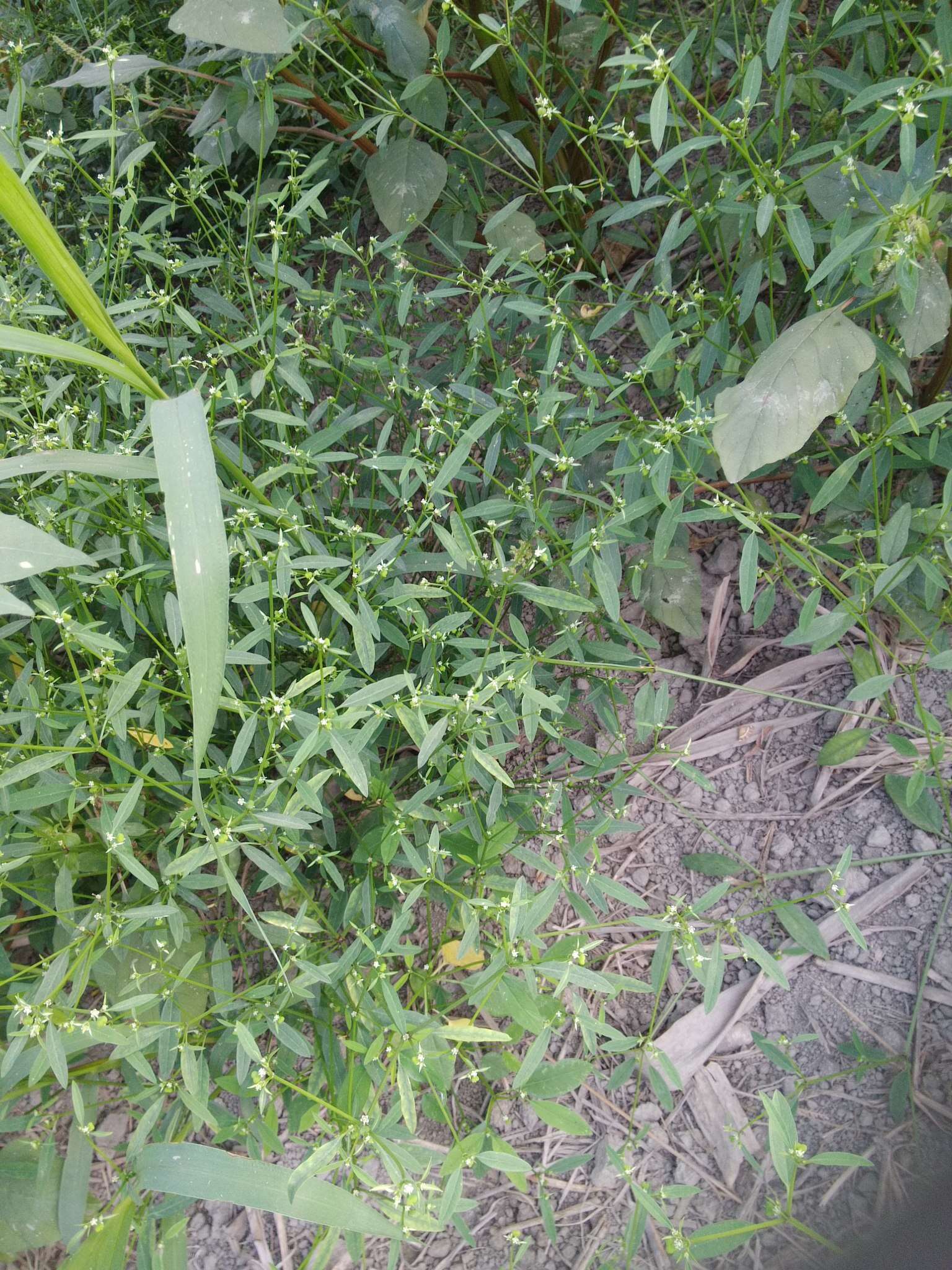 Image of grassleaf spurge