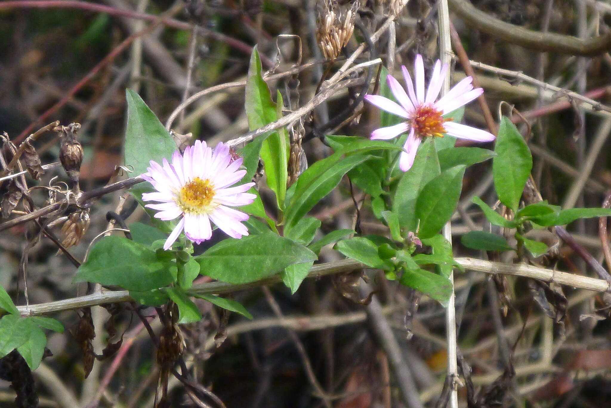 Image of climbing aster