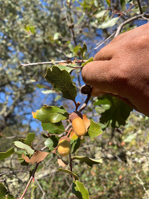 Image of hybrid oak