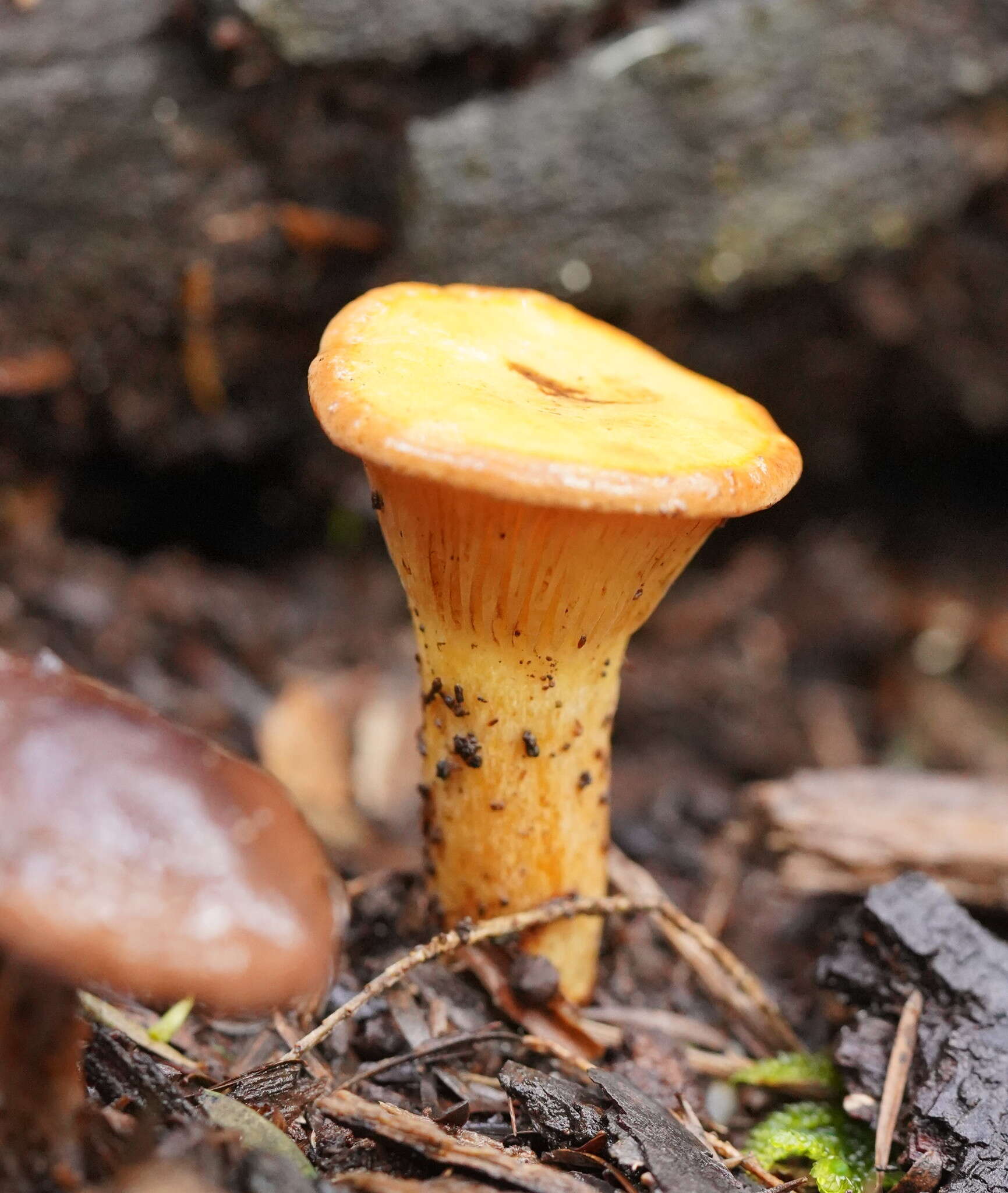 Image of Austropaxillus infundibuliformis (Cleland) Bresinsky & Jarosch 1999