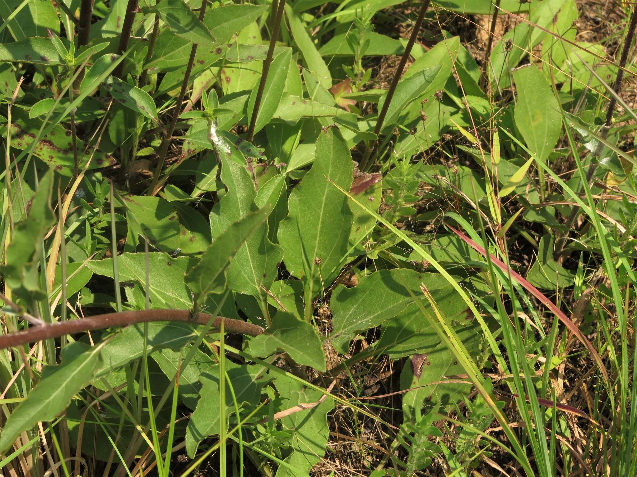 Image of fewleaf sunflower