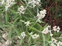 Image of Buddleja loricata Leeuwenberg