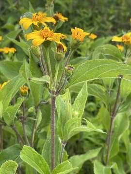 Image of Lasianthaea fruticosa var. michoacana (Blake) K. M. Becker