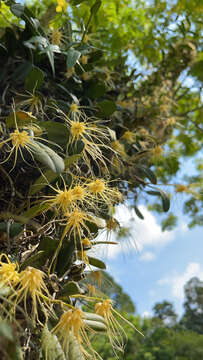 Imagem de Bulbophyllum vaginatum (Lindl.) Rchb. fil.