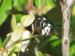 Image de Vespula consobrina (de Saussure 1854)