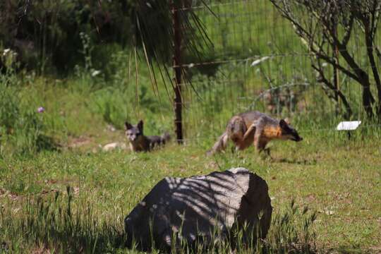 Image of Santa Catalina Island Fox