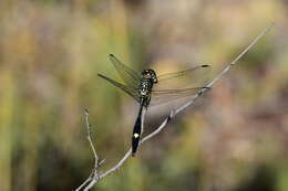 Image de Zygonoides lachesis (Ris 1912)