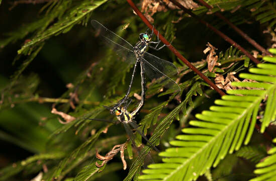 Image of Eusynthemis nigra (Tillyard 1906)