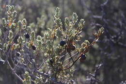 Sivun Diospyros pubescens var. microphylla (Burch.) kuva