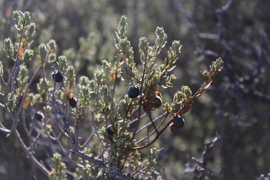 Sivun Diospyros pubescens Pers. kuva