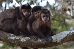 Image of Black Capuchin