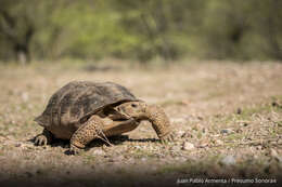 Image of Sonoran desert tortoise