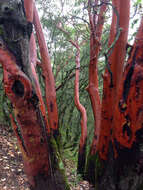 Image of Pacific madrone