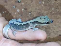 Image de Diplodactylus vittatus Gray 1832