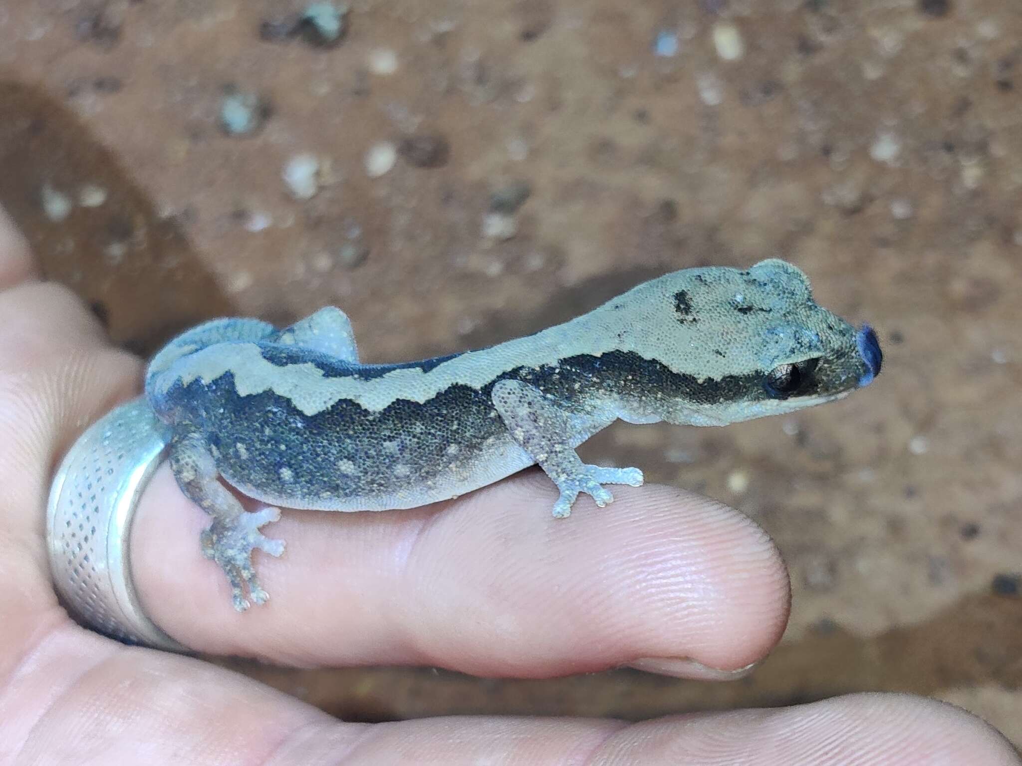 Image of Diplodactylus vittatus Gray 1832