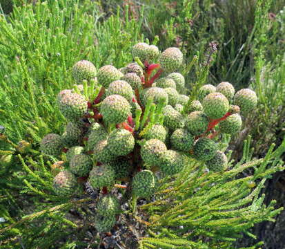 Image of Berzelia intermedia (D. Dietr.) Schltdl.