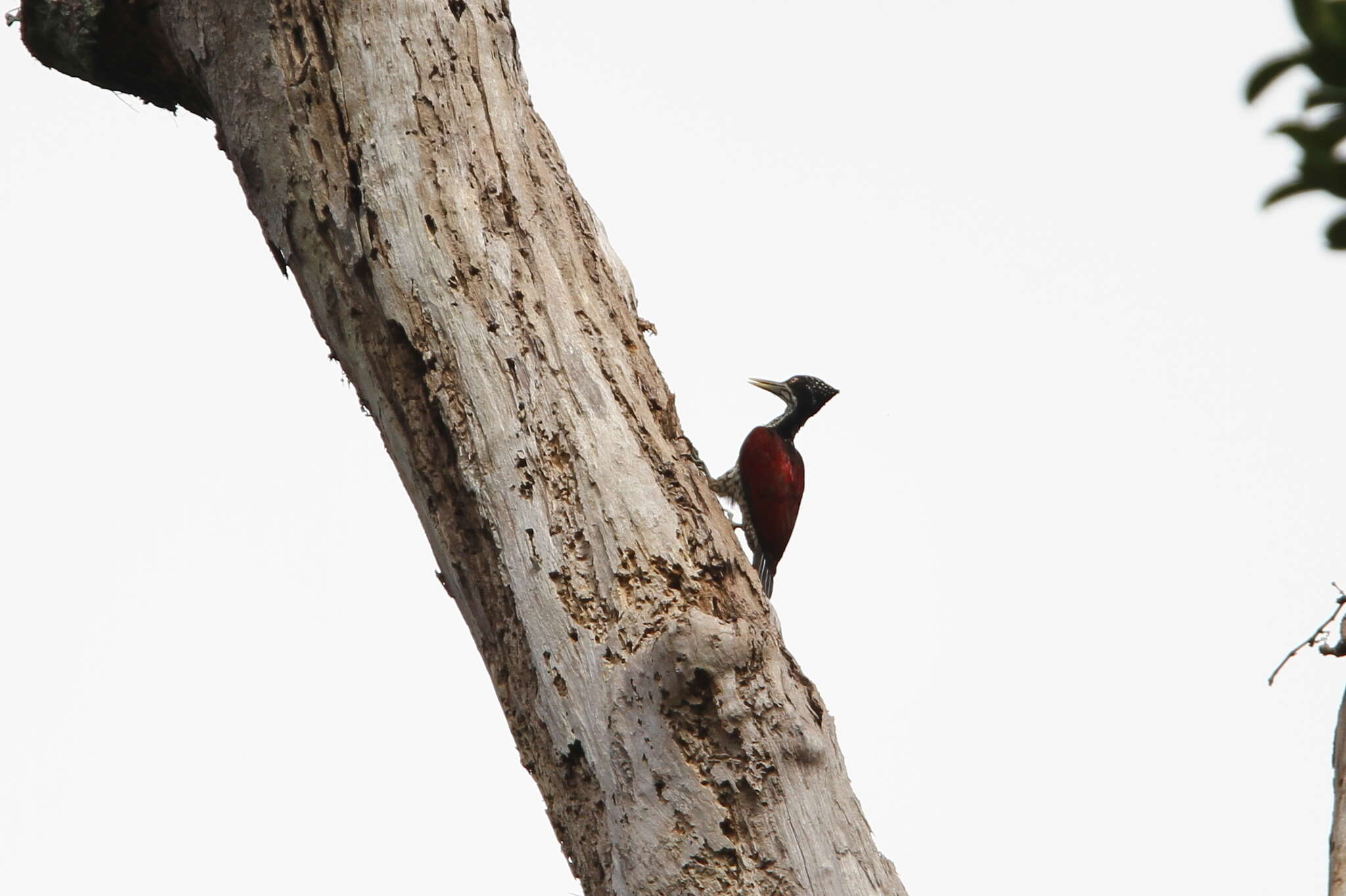 Image of Crimson-backed Flameback