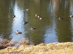 Image of American Wigeon