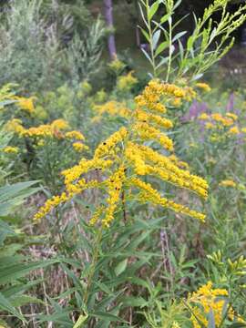 Image of Harger's goldenrod