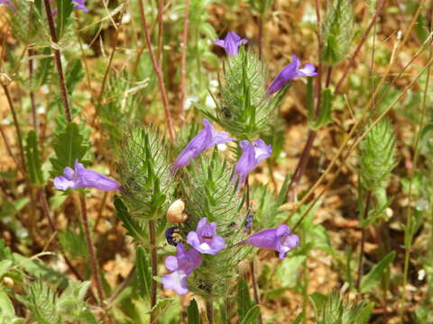 Image of Cleonia lusitanica (L.) L.