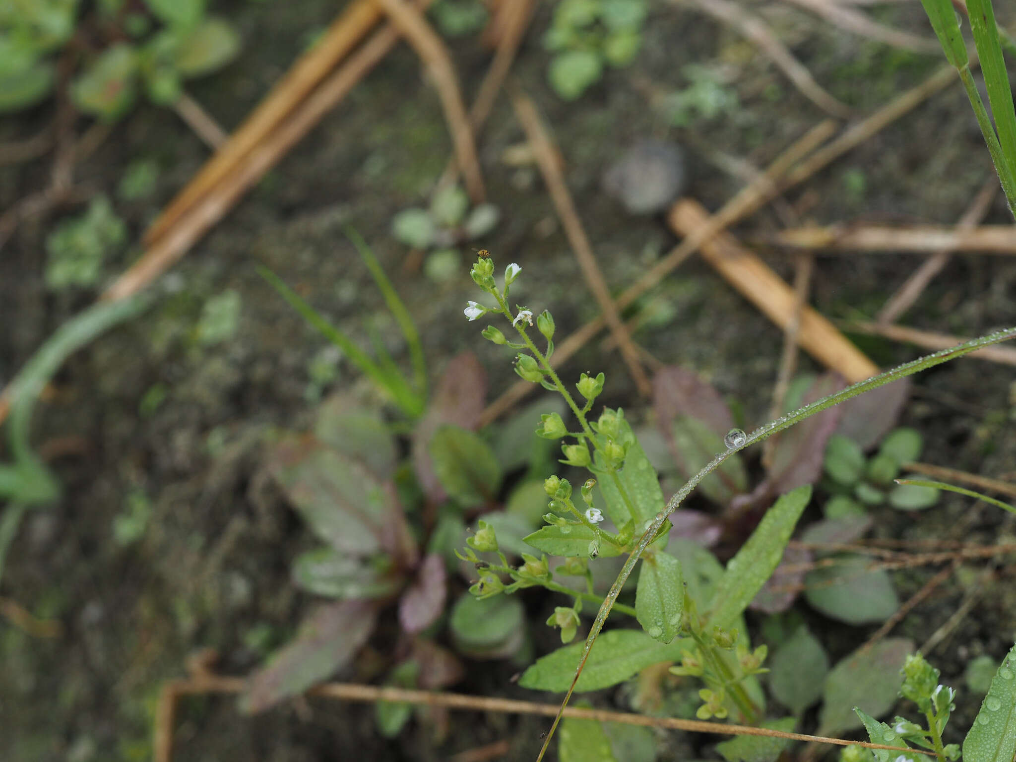 Image of undulate speedwell