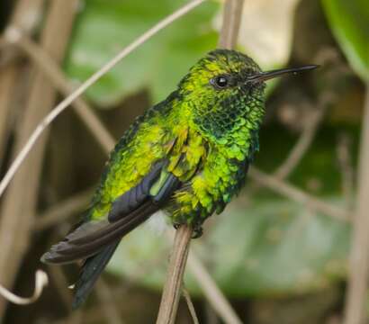 Image of Red-billed Emerald