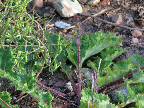 Image of Berkheya carduoides (Less.) Hutch.