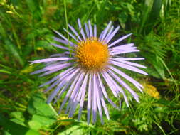 Plancia ëd Aster flaccidus Bunge