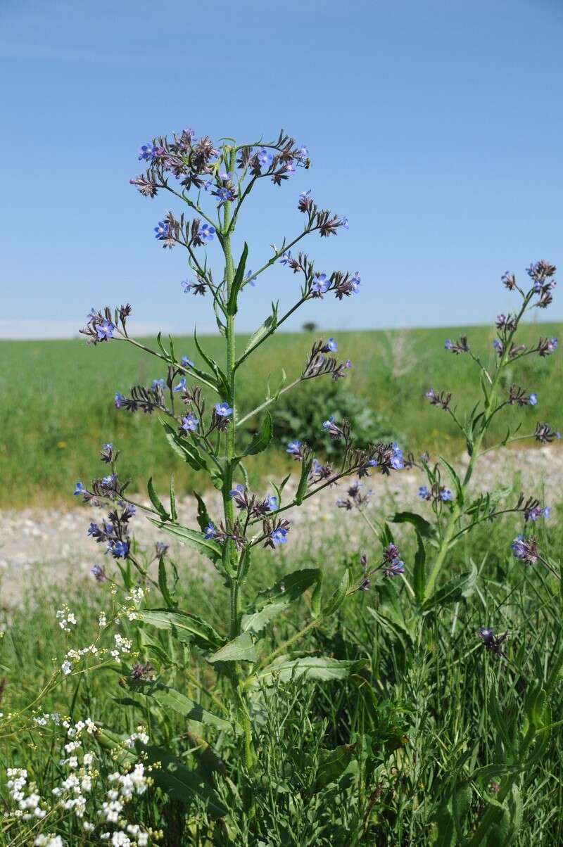 Image of Italian bugloss