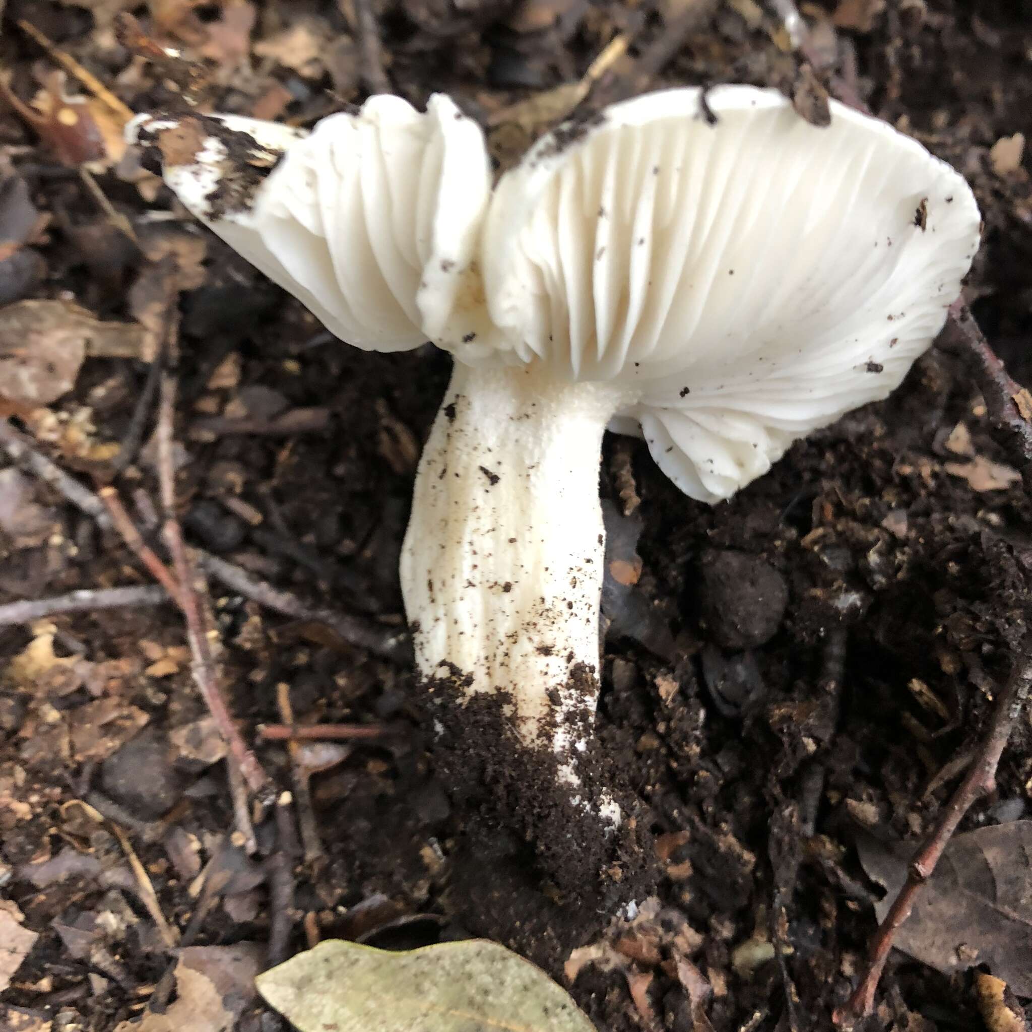 Image of Hygrophorus cossus (Sowerby) Fr. 1838