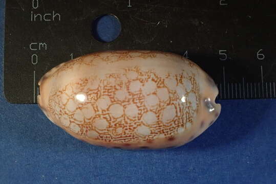 Image of jester cowrie