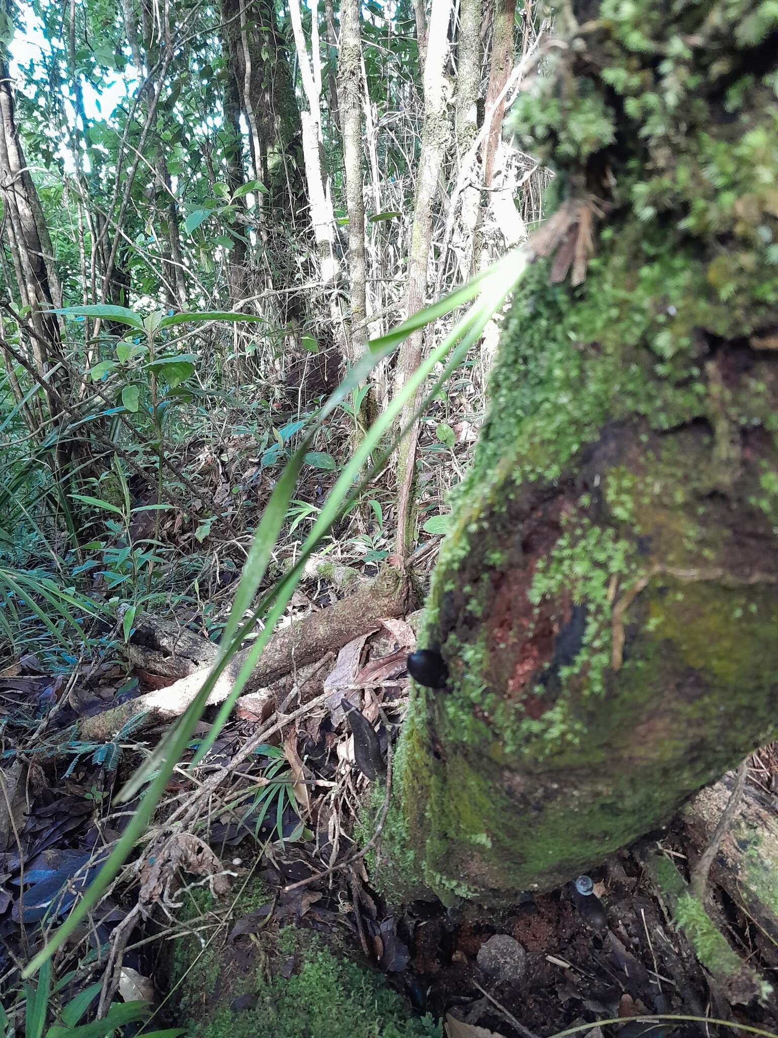 Imagem de Aeranthes peyrotii Bosser