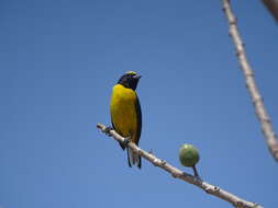 Image of Euphonia godmani