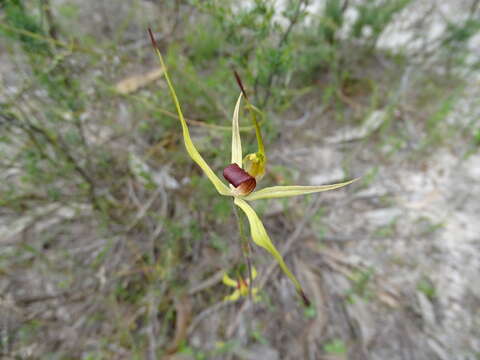 Image of Caladenia leptochila Fitzg.