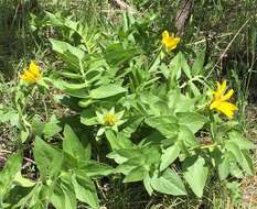 Image of cutleaf balsamroot