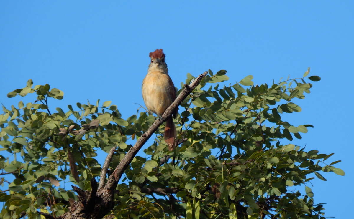 Image of Rufous-winged Antshrike