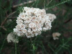 Ozothamnus diosmifolius (Vent.) DC. resmi