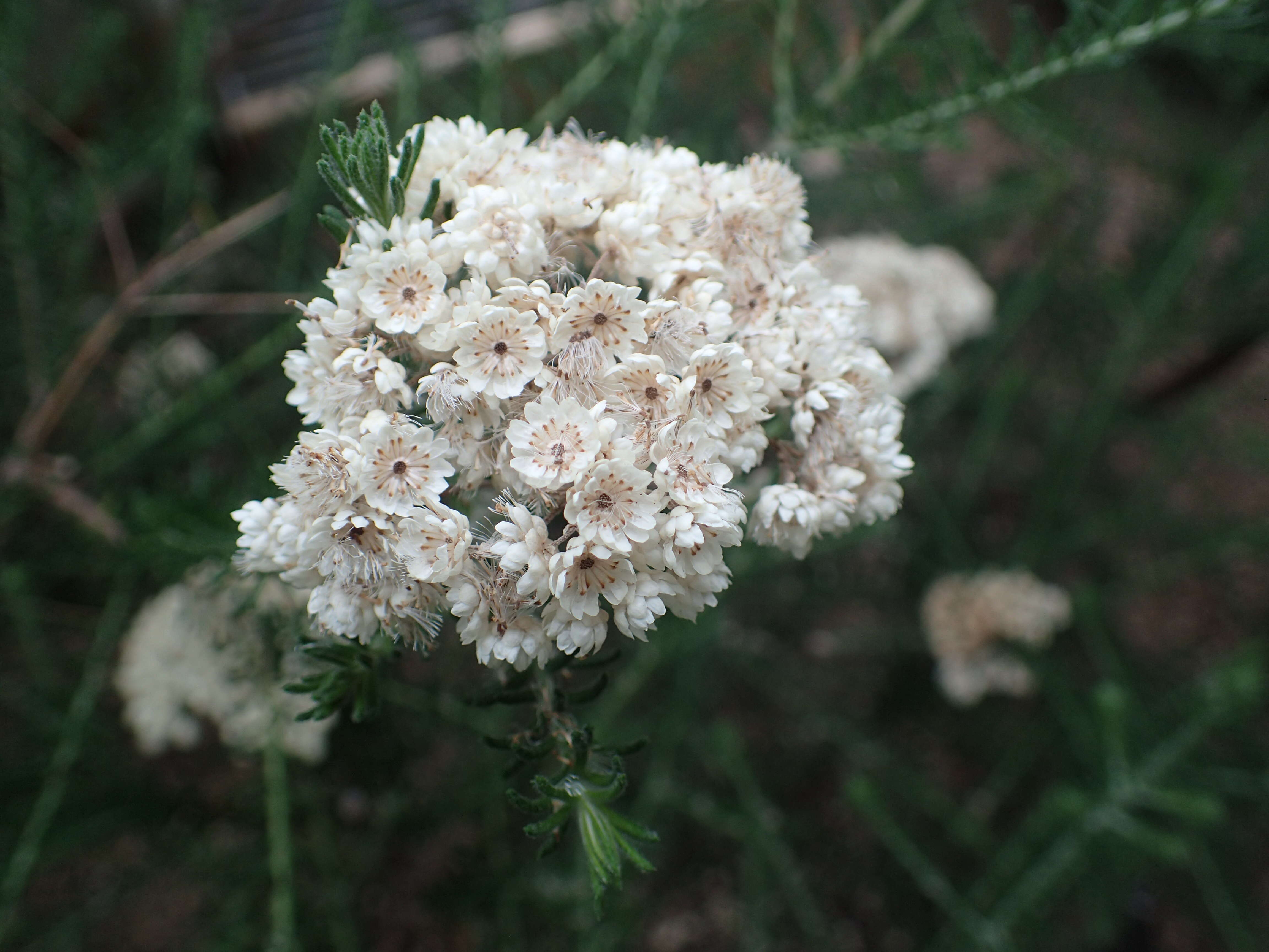 Ozothamnus diosmifolius (Vent.) DC. resmi