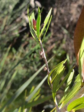 Plancia ëd Callistemon salignus (Sm.) Colv. ex Sweet