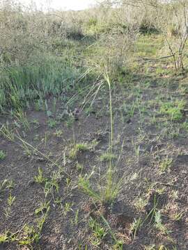 Image de Stipa krylovii Roshev.