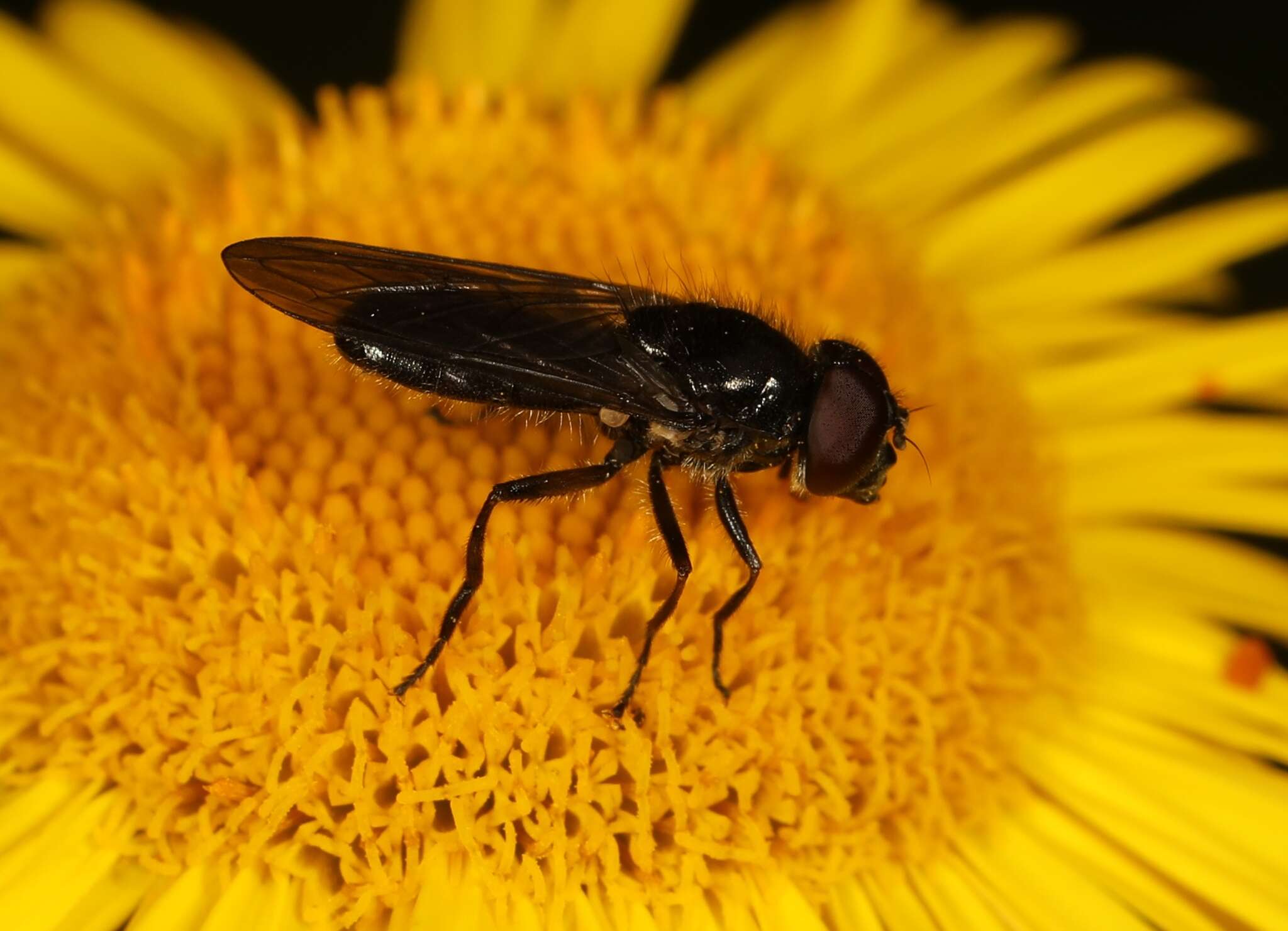 Image of Cheilosia carbonaria Egger 1860