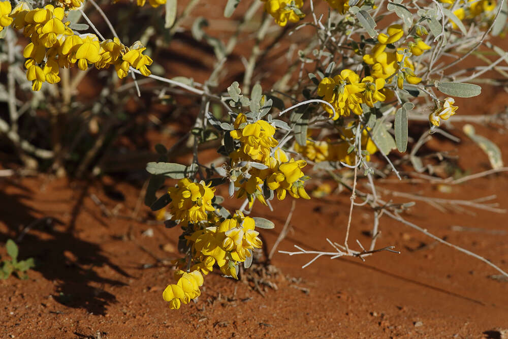 Imagem de Crotalaria eremaea F. Muell.