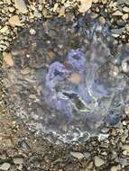 Image of Pacific moon jelly